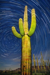 Organ Pipe Cactus National Monument, Arizona: a 75 minute time lapse of a giant saguaro and the northern sky.