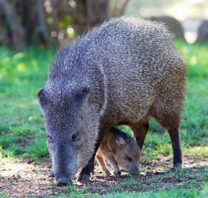 A Javelina is a medium-sized animal, with a strong resemblance to pigs. Like pigs, it has a snout ending in a cartilagenous disc, and eyes that are small relative to its head. Also like pigs, it uses only the middle two digits for walking, although, unlike pigs, the other toes may be altogether absent. Its stomach is nonruminating, although it has three chambers, and is more complex than those of pigs.
