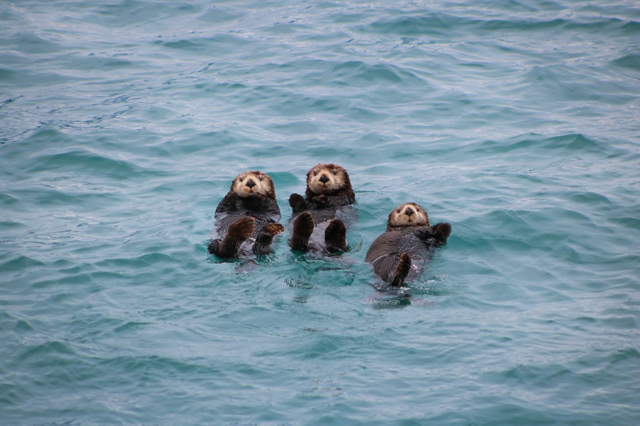 Sea Otters Alaska